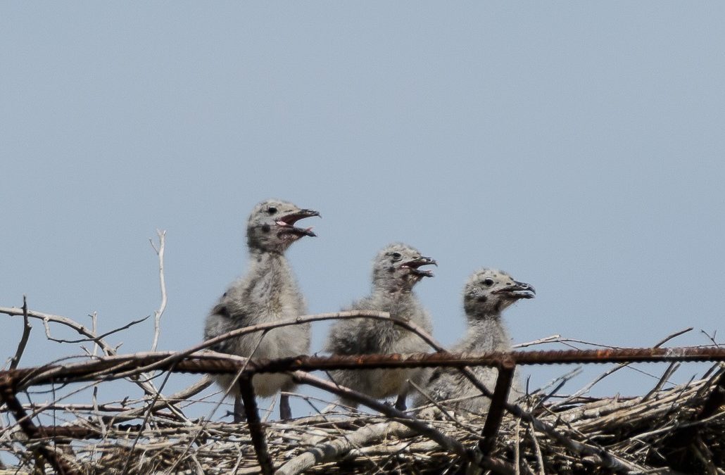 Gaviotas y Pollos