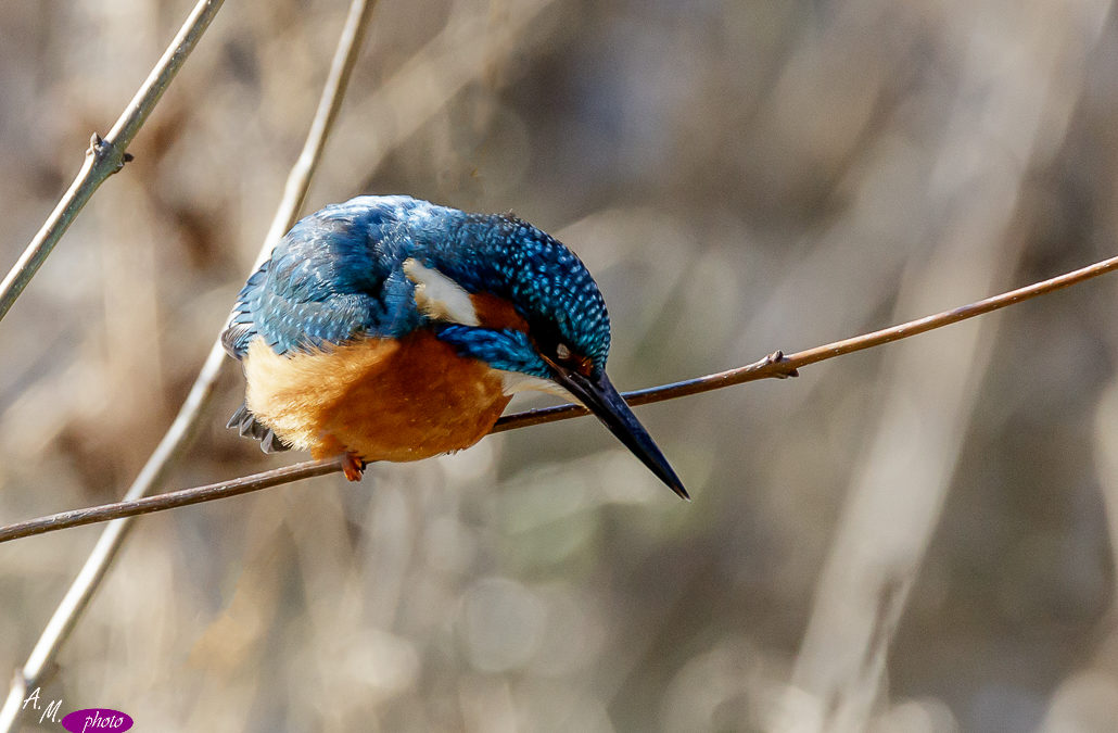 Aves en el soto de Helios