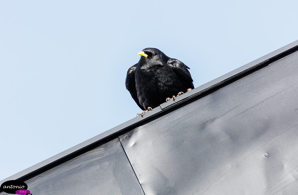 Chova piquigualda (Pyrrhocorax graculus)​