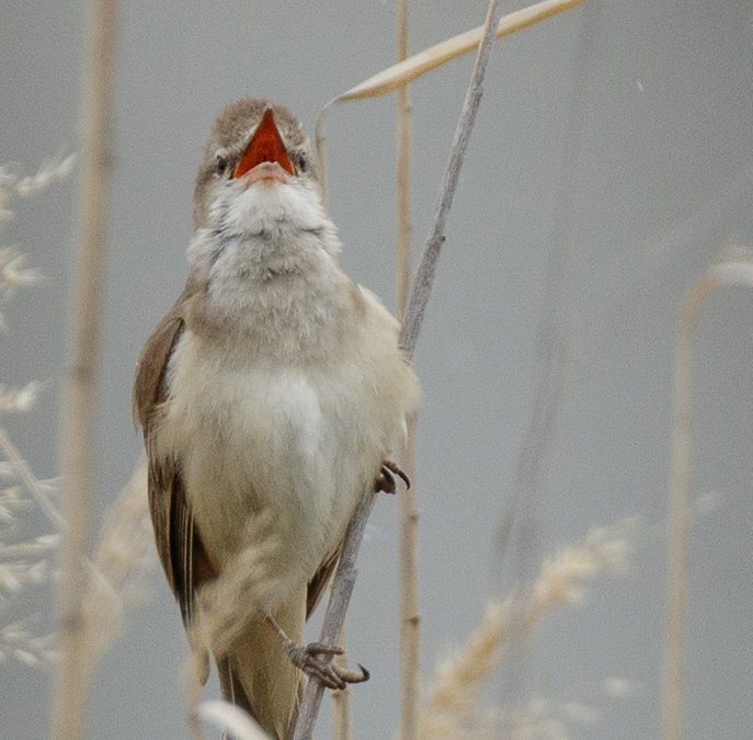 carricero tordal (Acrocephalus arundinaceus)