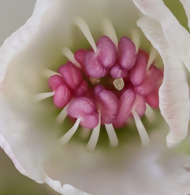 Peral de flor (Pyrus calleryana). Time Lapse