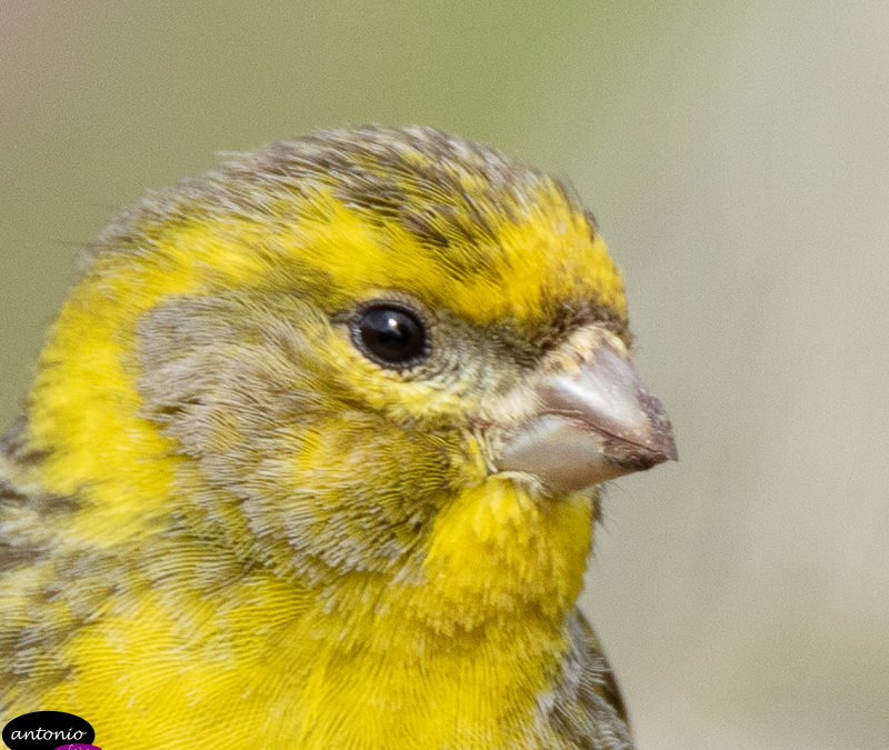 Aves a la orilla del Huerva