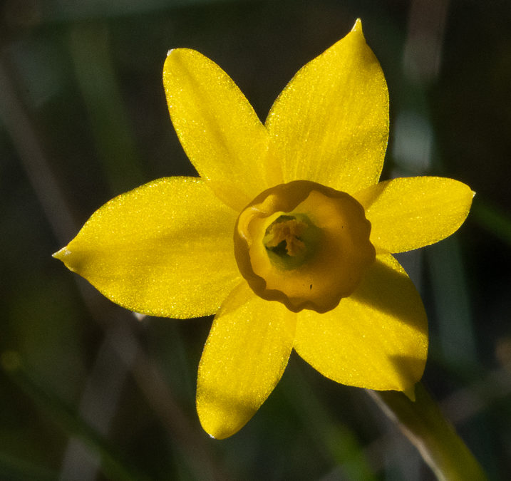 Narcisos en los montes de Torrero