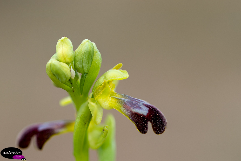 Montes de Zuera. Ophrys lupercalis.