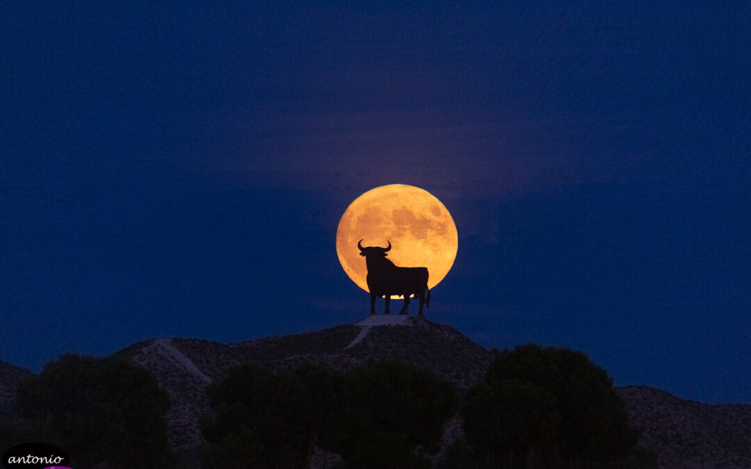 La luna en el toro de Alfajarín