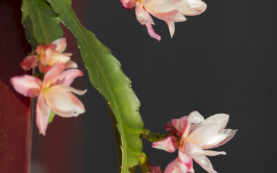 Pluma de Santa Teresa y Picaraza