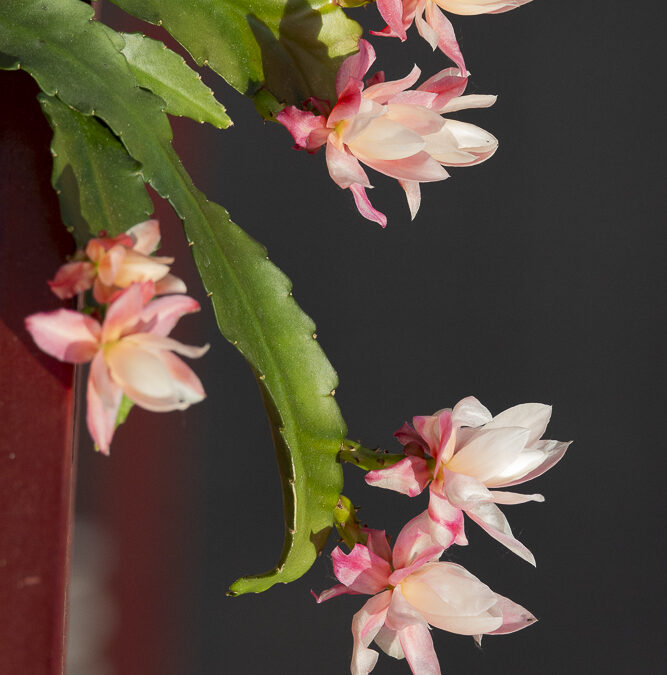 Pluma de Santa Teresa y Picaraza